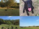 Working Labrador Retriever puppies