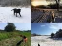 Working Labrador Retriever puppies
