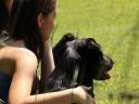 Working Labrador Retriever puppies