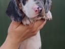 Dwarf dachshund puppies
