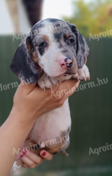 Dwarf dachshund puppies