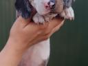 Dwarf dachshund puppies
