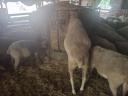100 registered young ewes