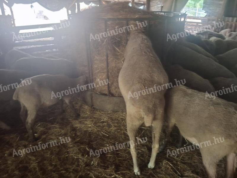 100 registered young ewes