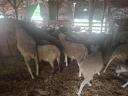 100 registered young ewes