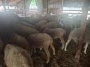 100 registered young ewes