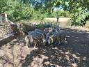 100 registered young ewes