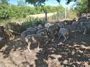 100 registered young ewes