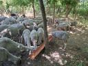 100 registered young ewes