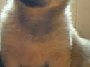 Mudi-Welpe sucht Besitzer