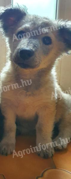 Mudi-Welpe sucht Besitzer