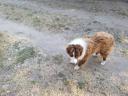 Border Collie-Typ männlich sucht Umzug
