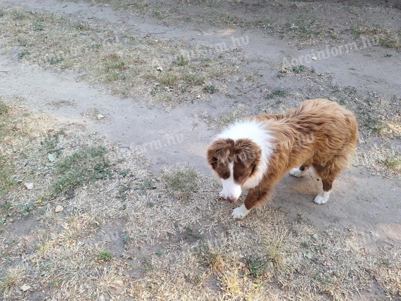 Border Collie-Typ männlich sucht Umzug