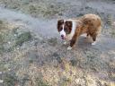 Border Collie-Typ männlich sucht Umzug