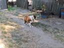 Border Collie-Typ männlich sucht Umzug