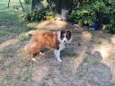 Border Collie-Typ männlich sucht Umzug