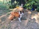 Border Collie-Typ männlich sucht Umzug