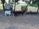 Dorper sheep would move
