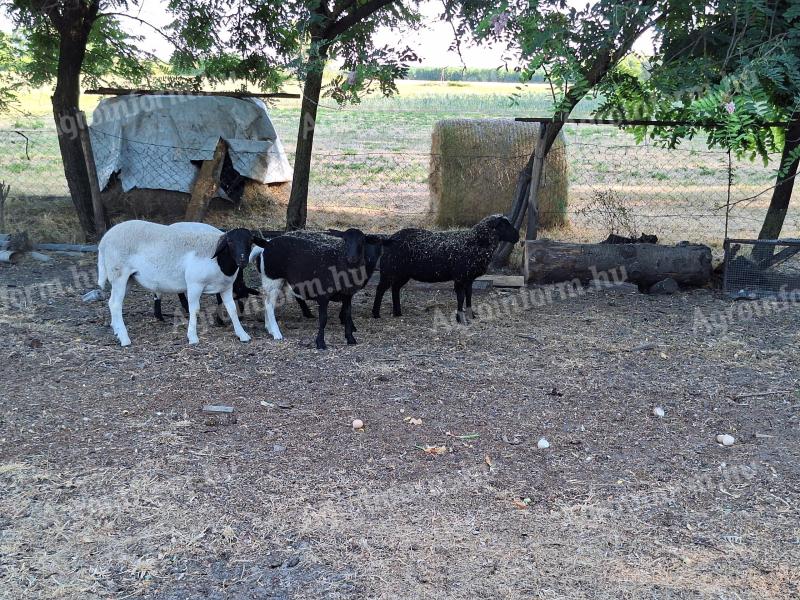 Dorper sheep would move