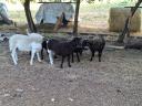Dorper sheep would move