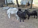 Dorper sheep would move