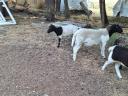 Dorper sheep would move
