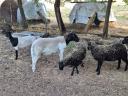 Dorper sheep would move
