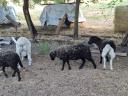 Dorper sheep would move
