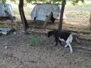 Dorper sheep would move