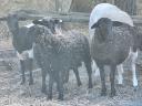 Dorper sheep would move