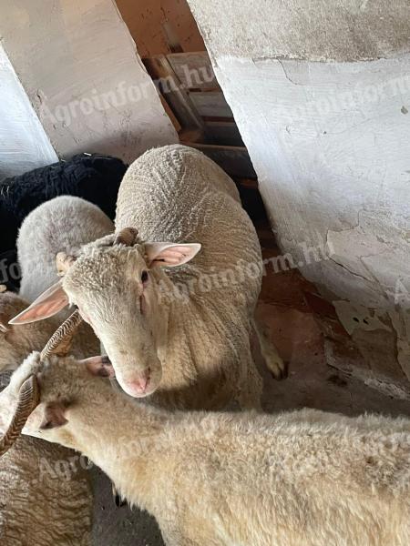 BMC merino ram for sale