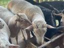 BMC merino ram for sale