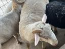 BMC merino ram for sale