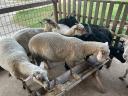 BMC merino ram for sale