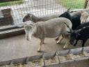 BMC merino ram for sale