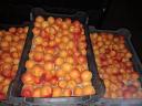Apricot, peach