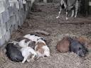 4 month old piglets