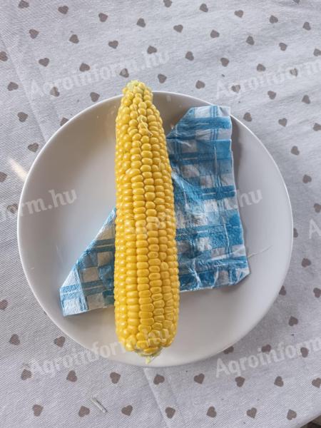 Kukuruz šećerac