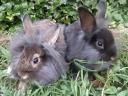 Smurf rabbit, rabbit, bunny for sale