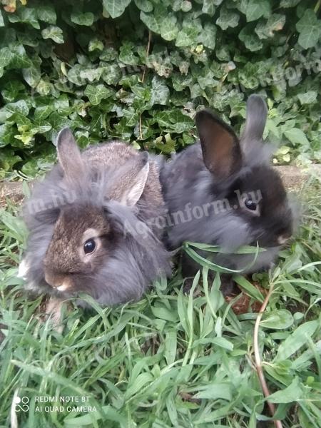 Smurf rabbit, rabbit, bunny for sale