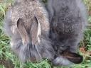 Smurf rabbit, rabbit, bunny for sale