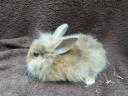 Smurf rabbit, rabbit, bunny for sale