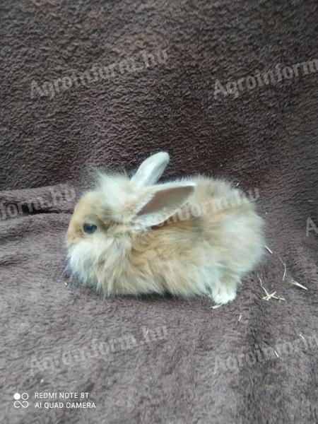 Smurf rabbit, rabbit, bunny for sale