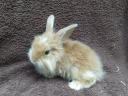 Smurf rabbit, rabbit, bunny for sale