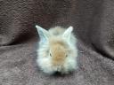 Smurf rabbit, rabbit, bunny for sale