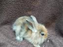 Smurf rabbit, rabbit, bunny for sale