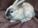 Dwarf rabbit, rabbit for sale cheap from Jászfényszaru