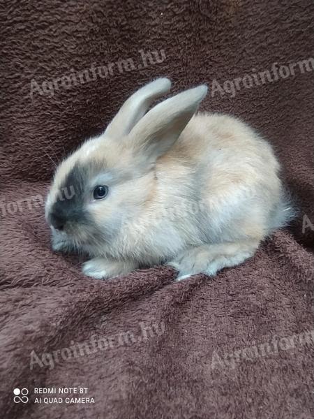 Dwarf rabbit, rabbit for sale cheap from Jászfényszaru