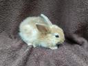 Dwarf rabbit, rabbit for sale cheap from Jászfényszaru