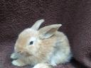 Dwarf rabbit, rabbit for sale cheap from Jászfényszaru